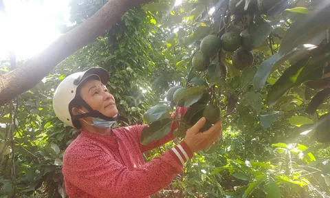 Chiều nay, Thủ tướng Nguyễn Xuân Phúc đối thoại với nông dân lần thứ 3 tại Đắk Lắk