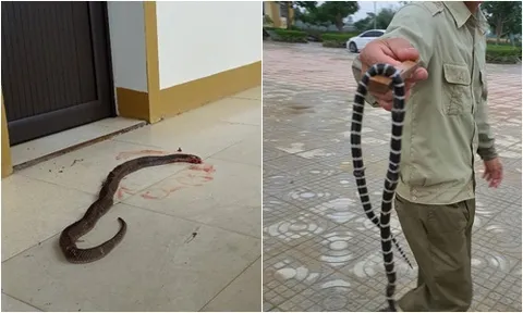 Hà Tĩnh: Nước lũ rút, rắn độc, côn trùng bò khắp văn phòng, trường học