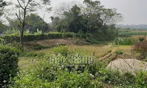 Đôi nam nữ tử vong bất thường trong lều cá giữa cánh đồng ở Bắc Giang