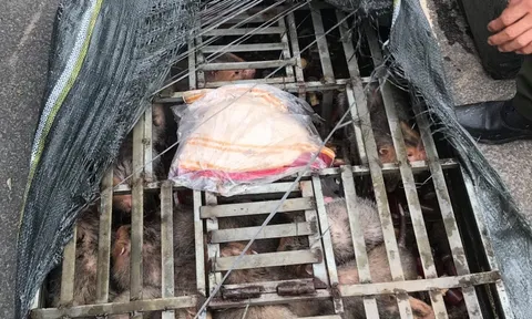 Phát hiện 70 cá thể Dúi trên xe khách đường dài