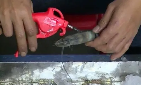 Phát hiện cơ sở bơm tạp chất vào hơn 1 tạ tôm tại Hải Phòng