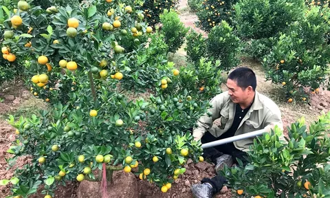 Thái Bình: Làng quất Đông Hòa nhộn nhịp những ngày cuối năm