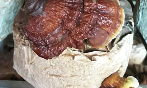 Uống rượu ngâm nấm ngọc cẩu, 6 người trong 1 gia đình bị ngộ độc