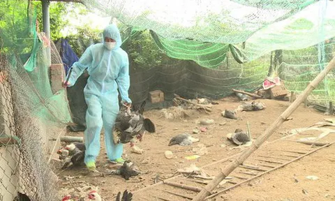 Dịch cúm gia cầm A/H5N6 bùng phát ở 4 tỉnh, thành phố