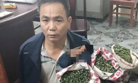 Bắt giữ người đàn ông vận chuyển hơn 50kg quả thuốc phiện tươi đi bán kiếm lời