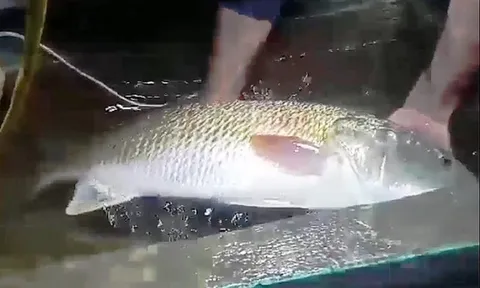 Nghệ An: Ngư dân câu được cá nghi sủ vàng quý hiếm nặng hơn 5kg