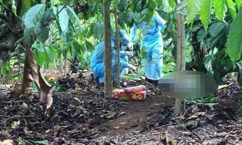 Đắk Lắk: Phát hiện nửa phần thi thể nam giới trong rẫy cà phê