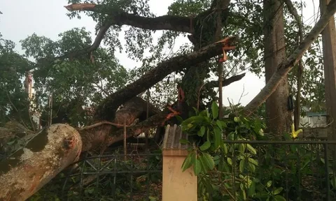 Nghệ An: Cây đa hơn 300 năm tuổi bất ngờ gãy nhánh, 4 học sinh tiểu học bị thương