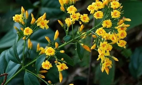 Nguyên nhân vụ nữ sinh lớp 7 ăn lá ngón tự tử ở Nghệ An