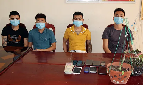 Bắt nhóm đối tượng lừa bán lan 'đột biến' giả, chiếm đoạt 3,5 tỷ đồng