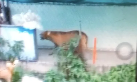 Long An: Người đàn ông bị chó Pitbull cắn tử vong trong quán cà phê