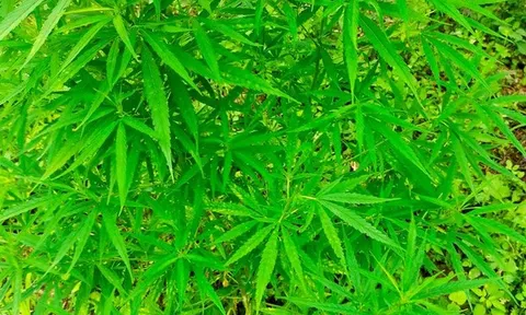 Phát hiện người nước ngoài trồng 3.000m2 cần sa ở bãi giữa sông Hồng