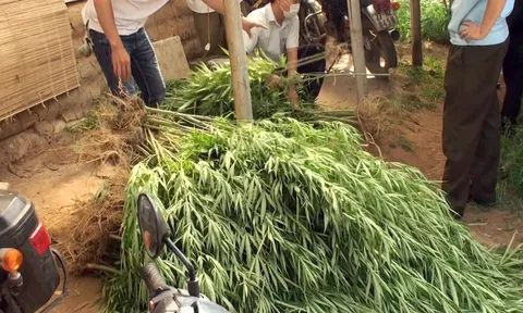 Lời khai của người đàn ông ngoại quốc trồng 3.000 m2 cây cần sa ở bãi giữa sông Hồng