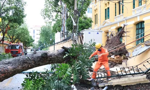 Cây cổ thụ bật gốc, đổ sập tường TAND tối cao ở Hà Nội