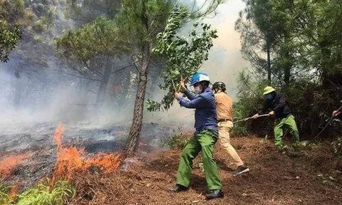 Hà Tĩnh: Phát hiện thi thể người đàn ông chết cháy trong rừng keo