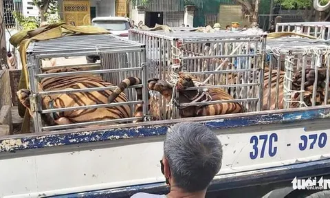 Nghệ An: Phát hiện 17 con hổ được nuôi nhốt trái phép trong nhà dân