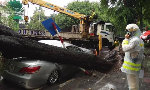 Cây cổ thụ bật gốc, đè bẹp ô tô Camry trong trời mưa lớn ở Hà Nội
