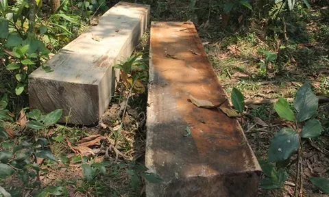 Cán bộ xã bị cách chức vì mua bán, cất giữ gỗ trái phép
