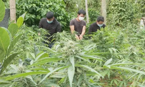 Đắk Lắk: Phát hiện hai hộ gia đình trồng trái phép hơn 600 cây cần sa