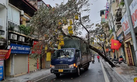 Hà Nội: Cây xanh trên phố cổ bật gốc đè trúng xe tải