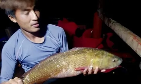 Bắt được cá lạ màu óng ánh nghi cá sủ vàng quý hiếm ở Hà Tĩnh