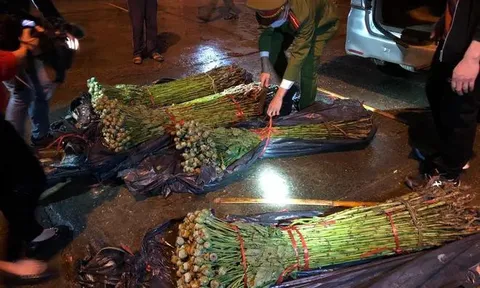 Lạng Sơn: Phát hiện ô tô vận chuyển hơn 1.000 cây thuốc phiện