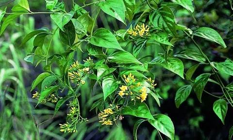 Bắc Kạn: 1 người tử vong, 4 người ngộ độc nặng do ăn nhầm lá ngón