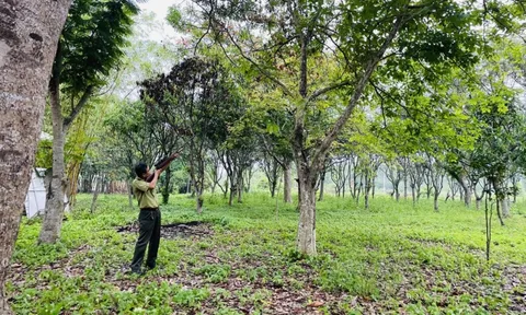 Khỉ cắn 3 người bị thương ở TP. HCM