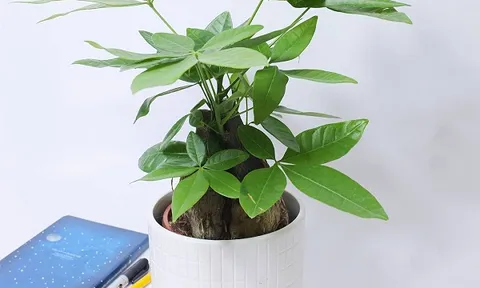 Cần lưu ý gì khi chọn cây cảnh để bàn làm việc?
