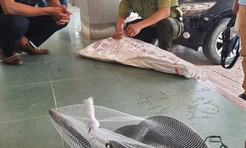 Hà Tĩnh: Phát hiện rắn hổ mang chúa dài hơn 3m bò vào trường học