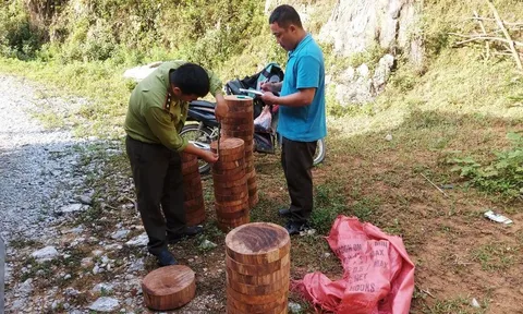 Điện Biên: Thu giữ gần 150 lóng gỗ nghiến được cất giấu bên vệ đường
