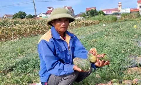Vụ ruộng dưa của cụ ông 70 tuổi bị phá nát: Gia đình nạn nhân viết đơn xin tha, thủ phạm có còn bị truy cứu?
