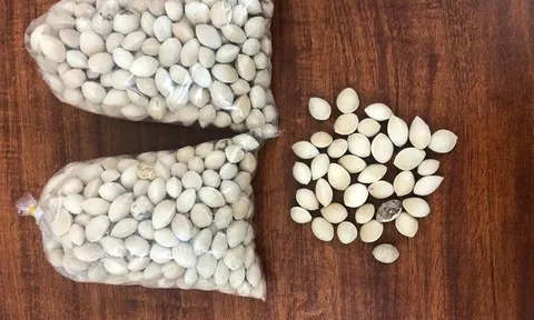 Bị lừa mua bạch quả chữa bệnh, người phụ nữ mất 300 triệu đồng