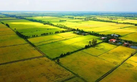 Sửa quy định về sử dụng kinh phí bảo vệ, phát triển đất trồng lúa