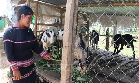 Ban hành Nghị định quy định chức năng, nhiệm vụ, quyền hạn và cơ cấu tổ chức của Ủy ban Dân tộc