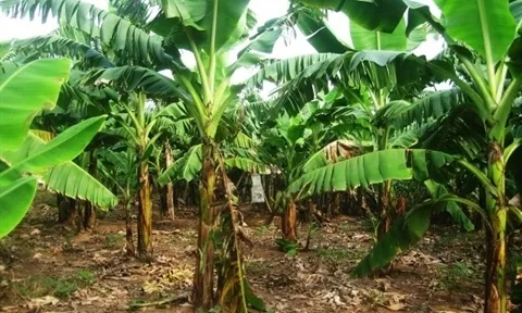 Phát hiện thi thể cụ bà 95 tuổi chôn trong vườn nhà con trai ở Thái Bình