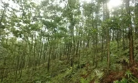 Quảng Ninh: Phát hiện thi thể đang phân hủy trong rừng