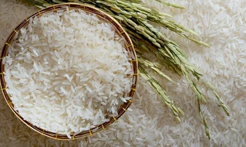 Gạo ST25 AGH - Ngọc của trời, Hương của đất