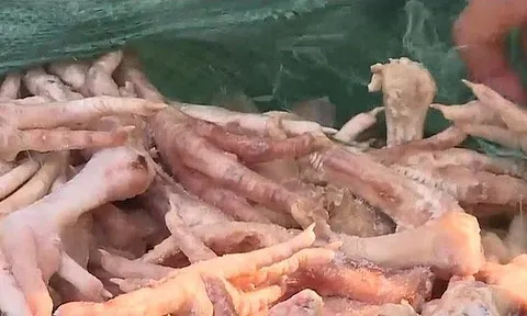 Hà Nội: Tiêu huỷ hơn 3 tấn chân gà bẩn chuẩn bị tuồn ra thị trường