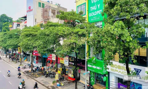 Di dời hoa sữa – Tình yêu hay sự đối đầu?