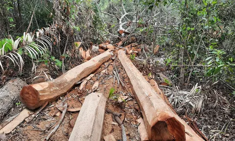 Vì sao nguyên Hạt phó Hạt Kiểm lâm huyện Lạc Sơn bị khởi tố?