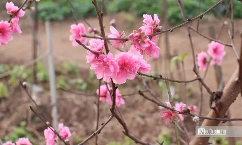 Nơi ươm mầm 'linh hồn' ngày Tết của người Hà Nội