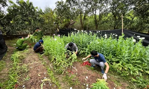 Tạm giữ đối tượng trồng hơn 2.000 cây thuốc phiện trong vườn nhà ở Bắc Giang