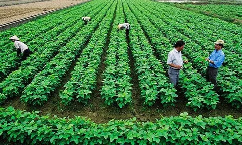 Hoàn thiện chính sách, nâng cao hiệu quả quản lý và sử dụng đất