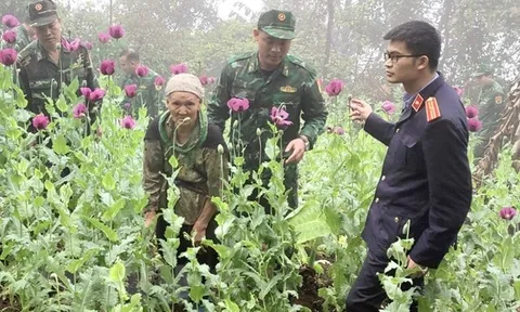 Khởi tố vụ án trồng 600 cây thuốc phiện ở Cao Bằng