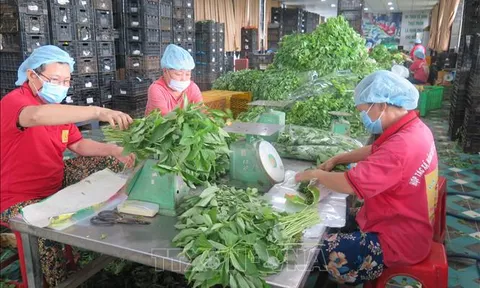 Hoàn thiện cơ chế, chính sách thúc đẩy phát triển kinh tế tập thể, hợp tác xã