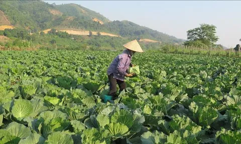 Vi phạm hành chính về trồng trọt bị phạt tới 100 triệu đồng