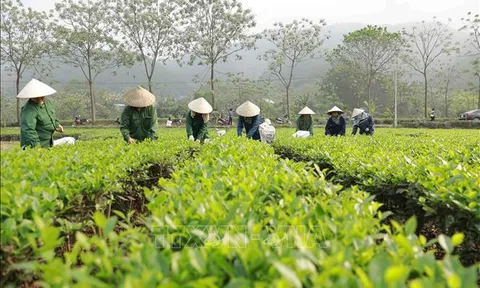 Khẩn trương hoàn thiện dự thảo Nghị định sửa đổi quy định, nâng cao hiệu quả hoạt động của công ty nông, lâm nghiệp