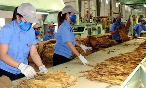 Đề xuất mới về nhiệm vụ của Cục Công nghiệp liên quan đến kinh doanh thuốc lá