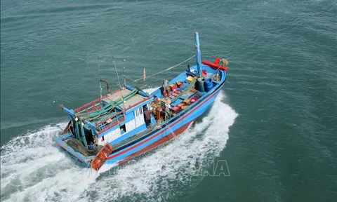 Tập trung thực hiện các giải pháp cấp bách chống khai thác hải sản bất hợp pháp